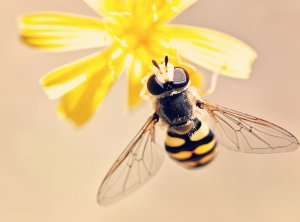 Користь та застосування продуктів бджільництва в косметиці