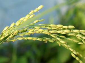 Олія рисових зародків: користь і застосування